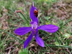 Hippodamia variegata