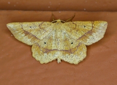 Euchlaena deplanaria