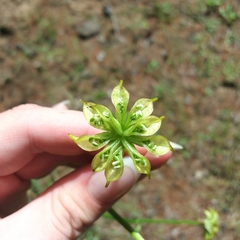 Caltha palustris
