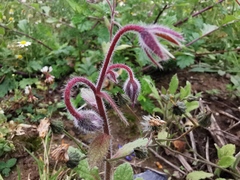 Borago officinalis