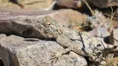 Agama anchietae