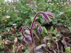 Borago officinalis