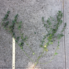 Polygonum aviculare