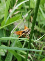 Thymelicus sylvestris