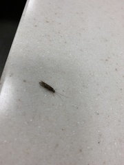 Annulipalpia