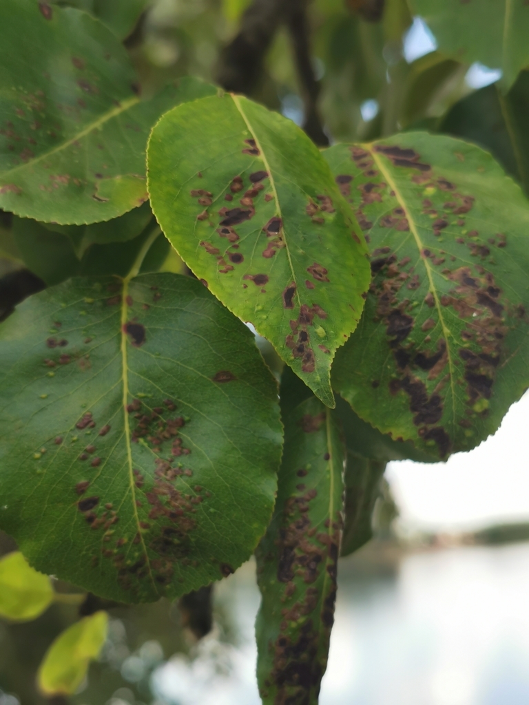Pearleaf Blister Mite