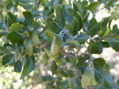 Correa glabra glabra