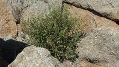 Correa glabra glabra