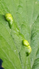 Cecidophyes nudus