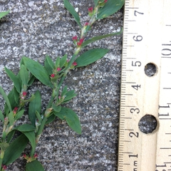 Polygonum aviculare