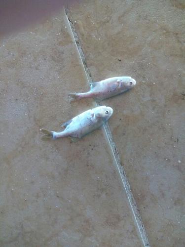 Genus Petrocephalus · iNaturalist