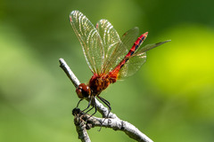 Sympetrum costiferum