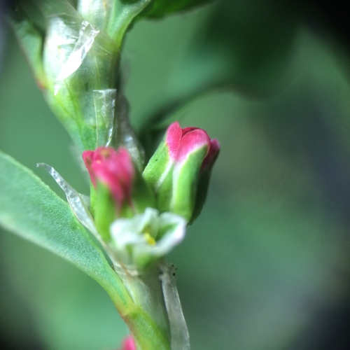 Representative image of Polygonum aviculare