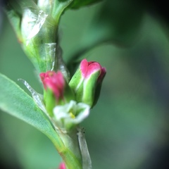 Polygonum aviculare