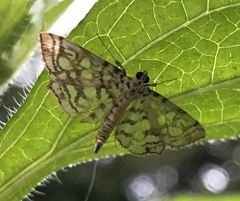 Lygropia rivulalis