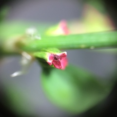 Polygonum aviculare