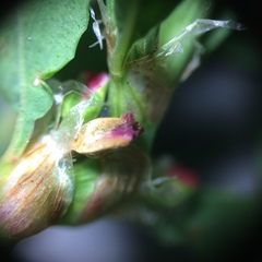 Polygonum aviculare