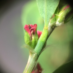 Polygonum aviculare