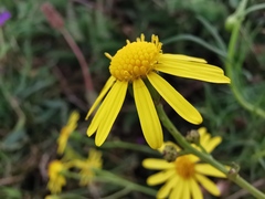 Senecio inaequidens