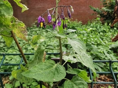 Solanum dulcamara