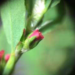 Polygonum aviculare