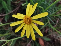 Senecio inaequidens