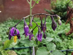 Solanum dulcamara