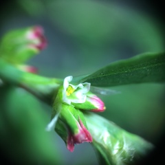 Polygonum aviculare