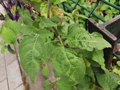 Solanum dulcamara