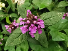 Stachys palustris
