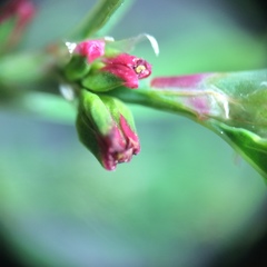Polygonum aviculare