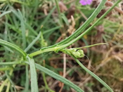 Senecio inaequidens