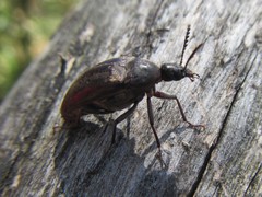 Trigonodera
