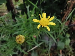 Senecio inaequidens