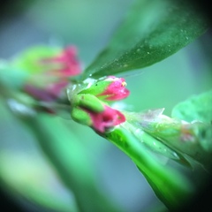 Polygonum aviculare
