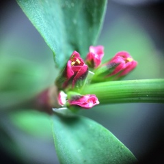Polygonum aviculare