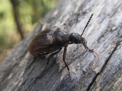 Trigonodera