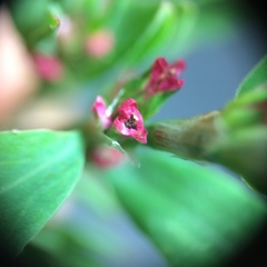 Polygonum aviculare