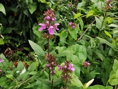Stachys palustris