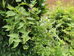 Solanum dulcamara