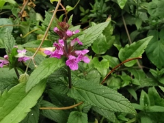 Stachys palustris