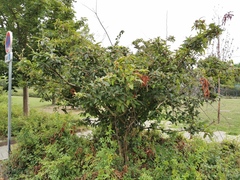 Crataegus germanica