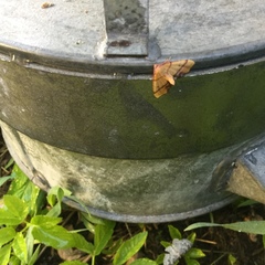 Plagodis phlogosaria