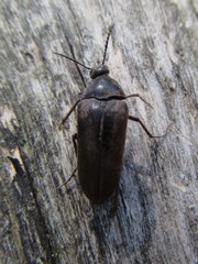 Trigonodera