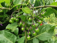 Solanum dulcamara