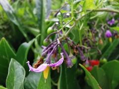 Solanum dulcamara