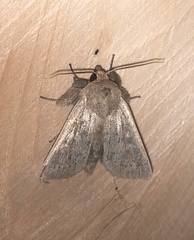 Leucania pseudargyria