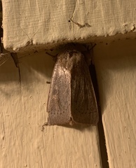 Leucania pseudargyria