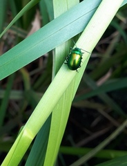 Chrysolina graminis