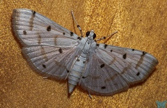Pycnarmon
